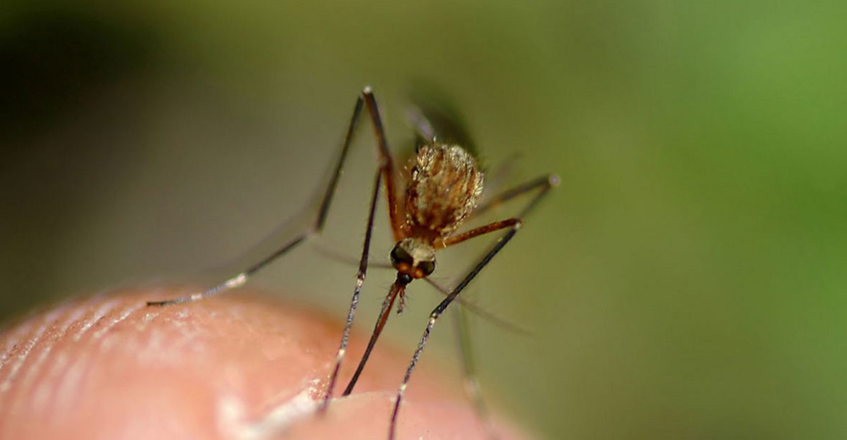 Skal du lade myggen stikke færdig – og andre myter om myg