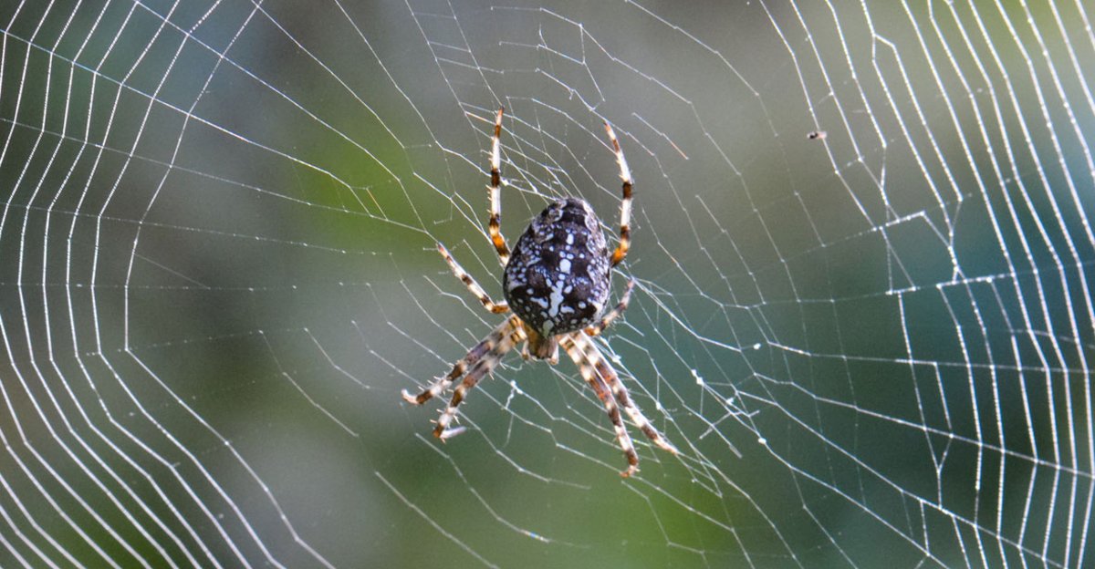 følgeslutning slå klarhed Hvorfor er vi bange for edderkopper?