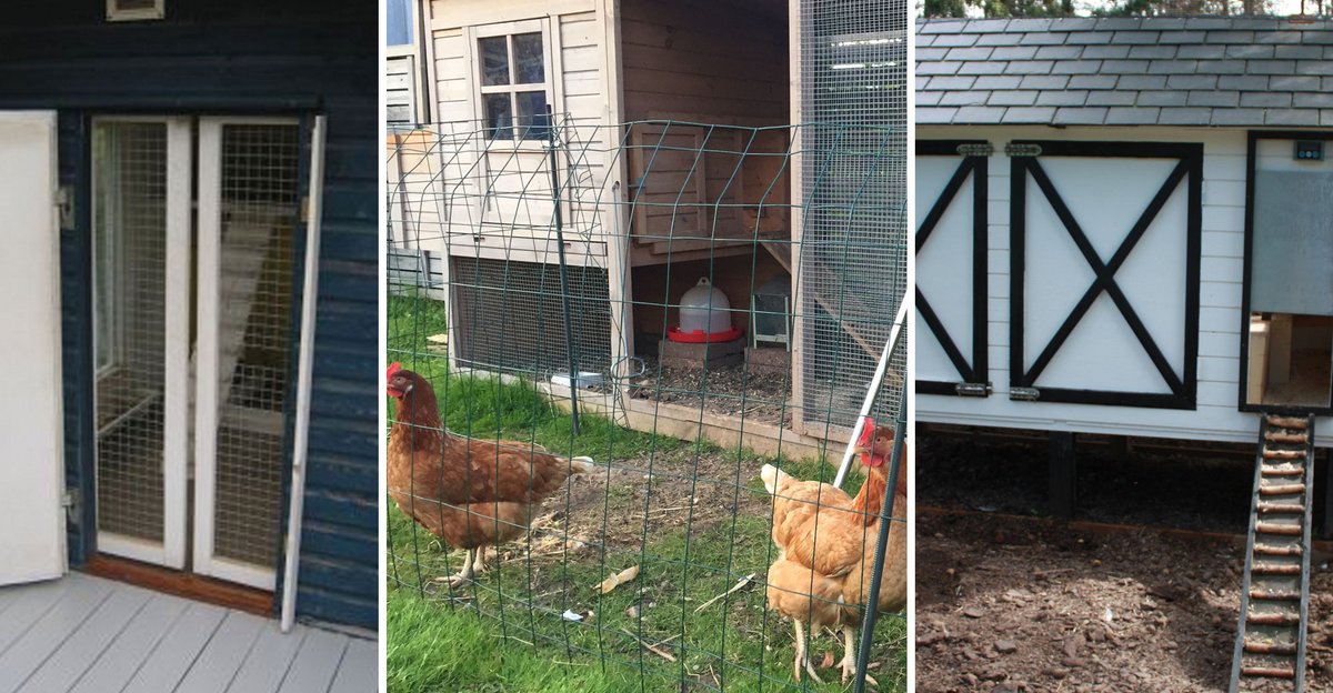 Hønsehus i haven – alt, du skal vide