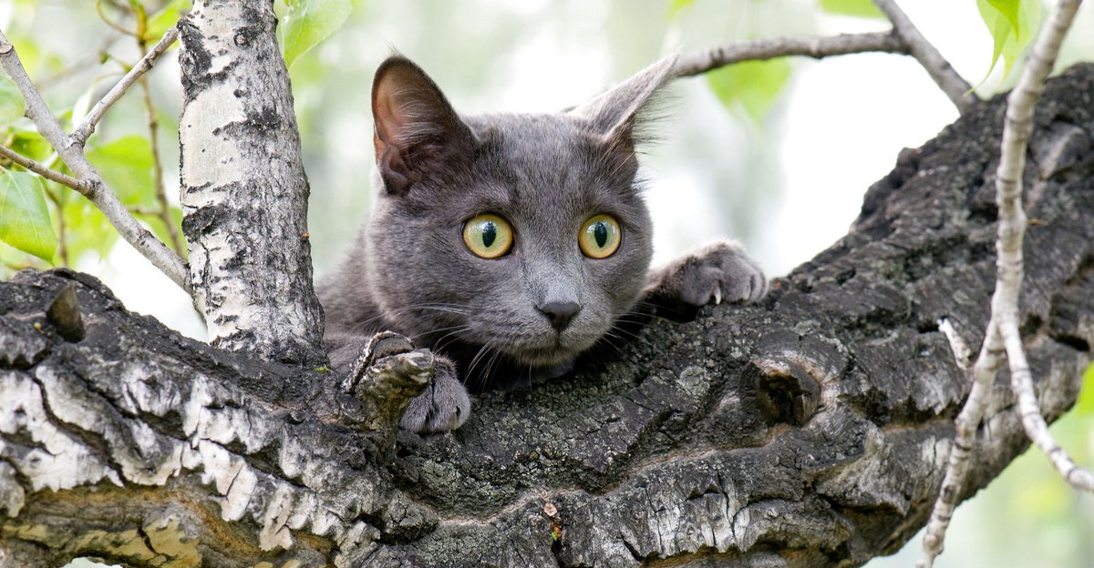absurd Ny ankomst skræmmende Besørger naboens kat i din have? Læs her, hvad du kan gøre