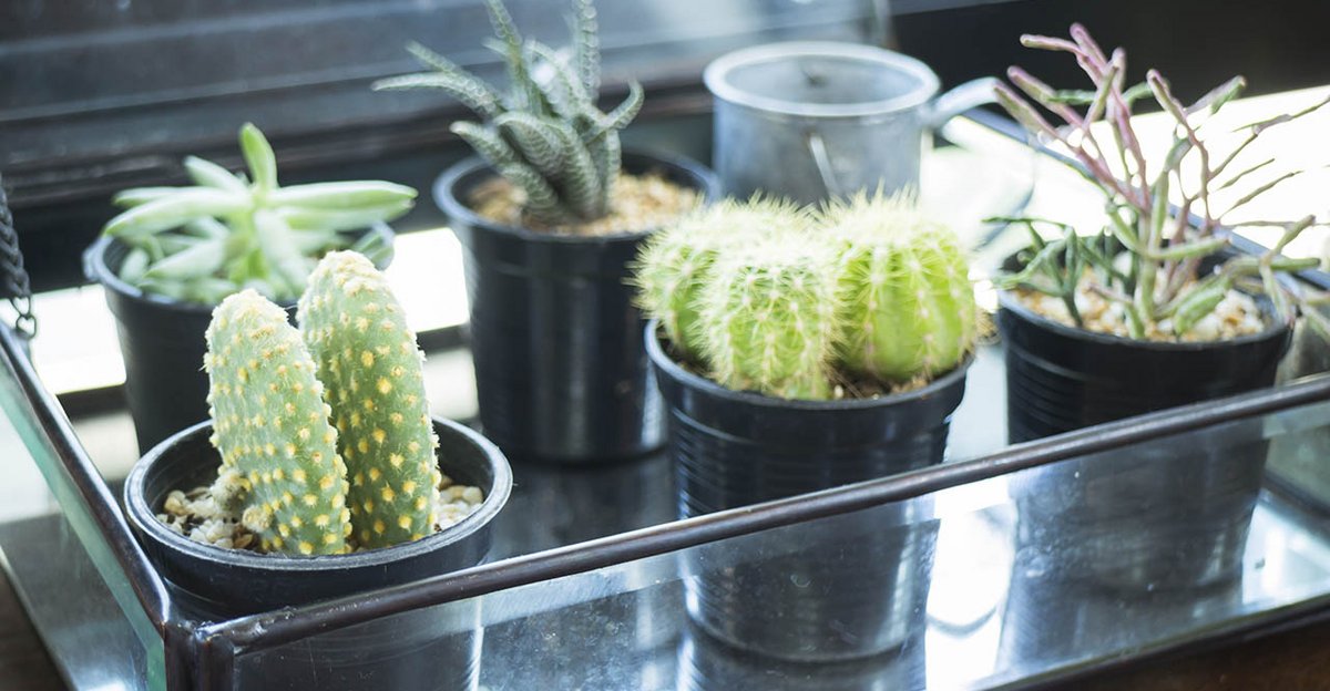 10 grønne potteplanter, der er nemme at i hjemmet